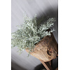 Namaak asparagus bush Grey wash 33cm