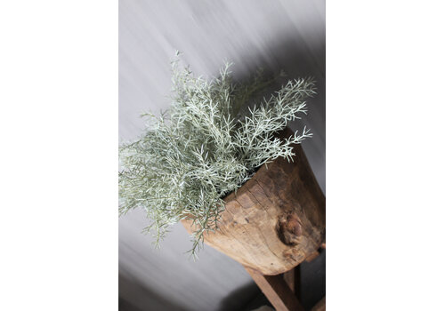 Namaak asparagus bush Grey wash 33cm