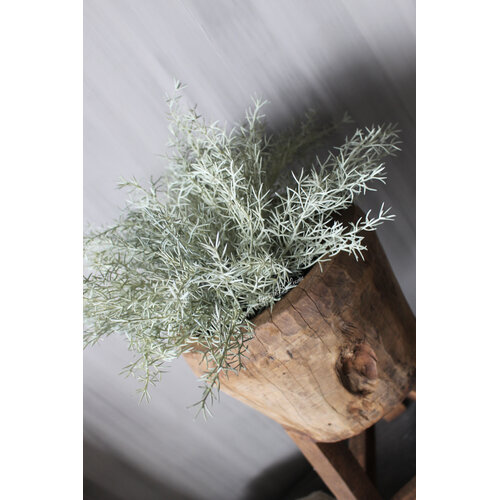 Namaak asparagus bush Grey wash 33cm 