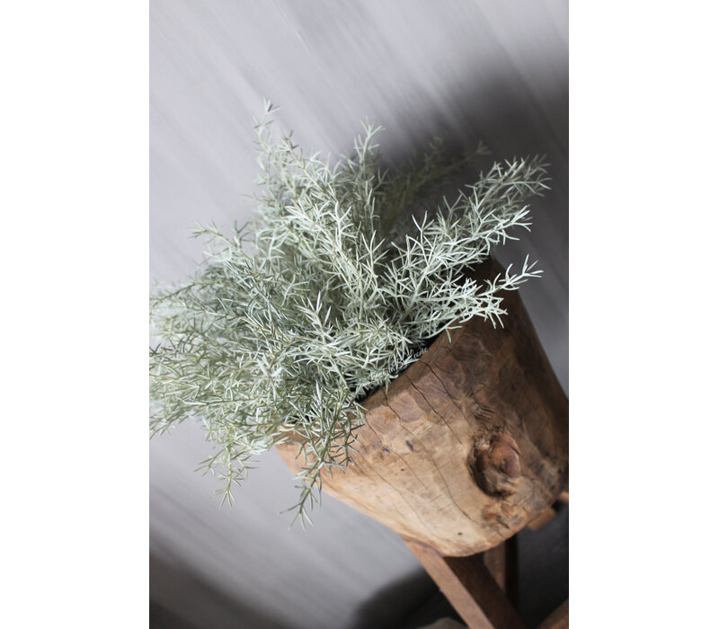 Namaak asparagus bush Grey wash 33cm