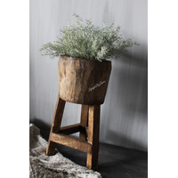 Namaak asparagus bush Grey wash 33cm