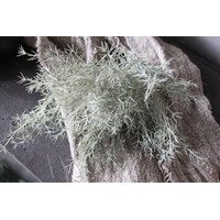 Namaak asparagus bush Grey wash 33cm