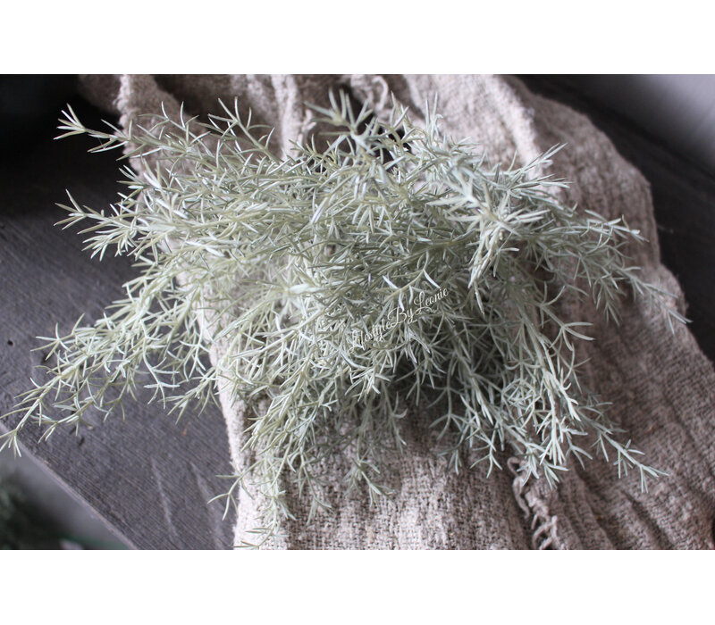 Namaak asparagus bush Grey wash 33cm