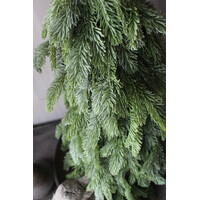 Real touch nobilis boom 35cm