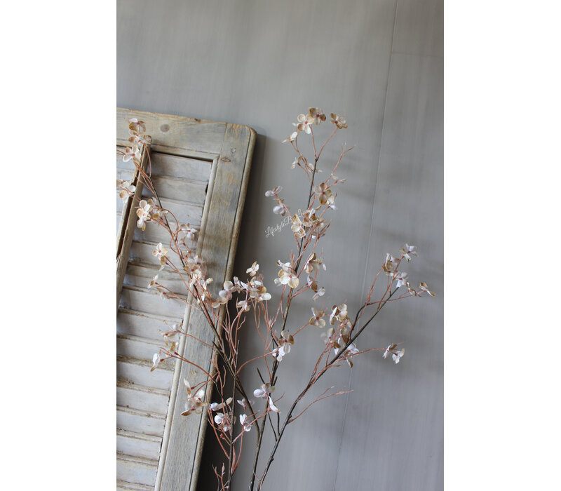 Sylxz wilde hortensia Beige 110cm