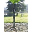 Corry Ammerlaan Bronzen beeld Geborgen