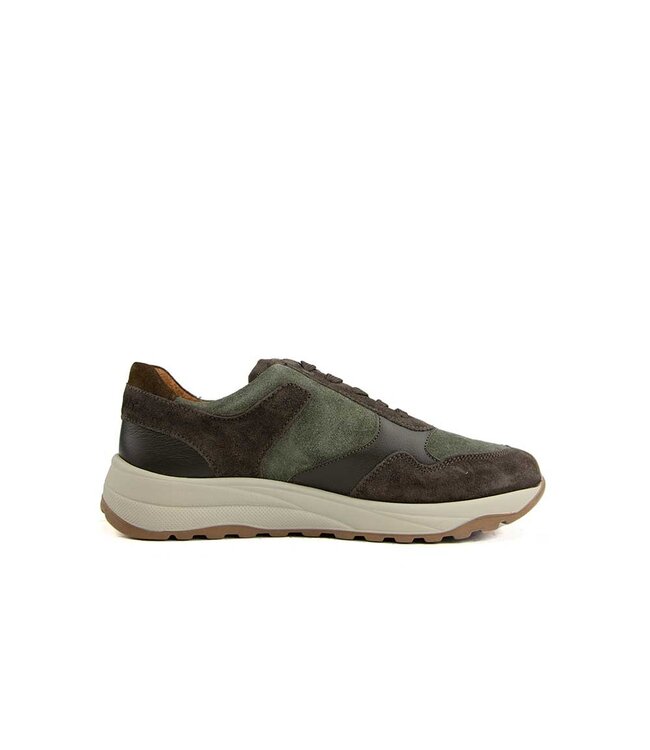 Waldlaufer John D.Brown Moos Oliv K