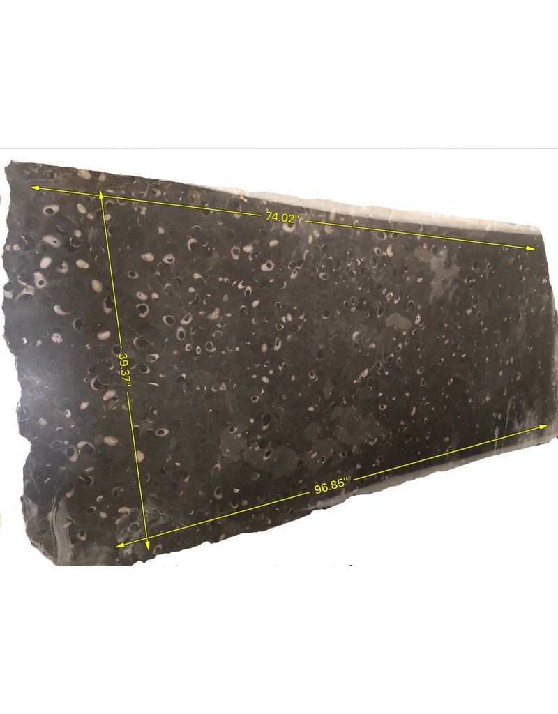Originele Fossiele Stenen Plaat Voor Groots Interieurontwerp Project