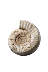 Maison Leon Van den Bogaert Originales Ammonitenfossil