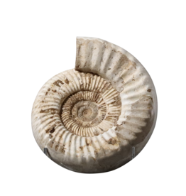Maison Leon Van den Bogaert Fine Original Fossil
