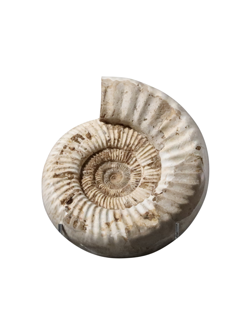 Fossile D’ammonite Beige Monochrome