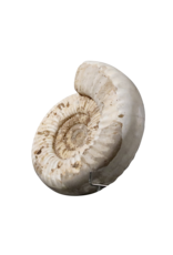 Fossile D’ammonite Beige Monochrome