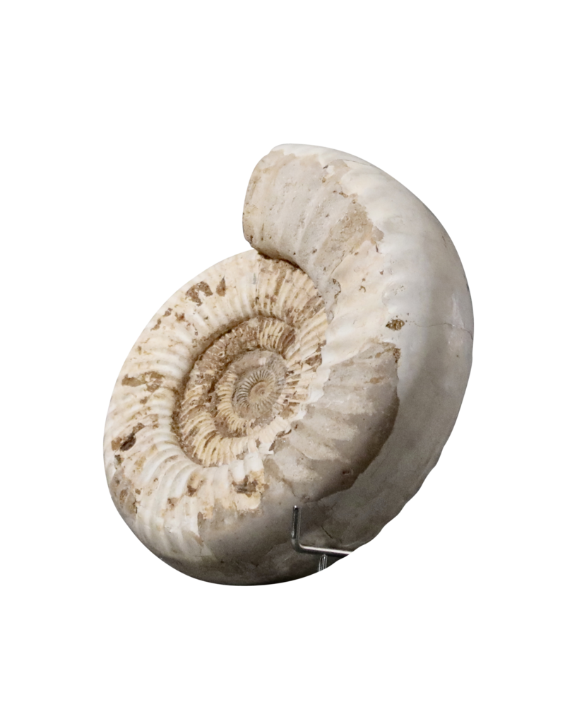 Fossile D’ammonite Beige Monochrome