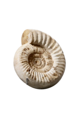 Fossile D’ammonite Beige Monochrome