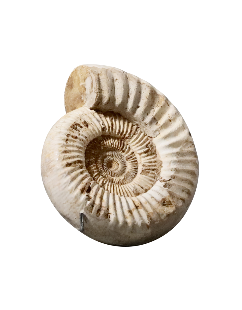 Fossile D’ammonite Beige Monochrome