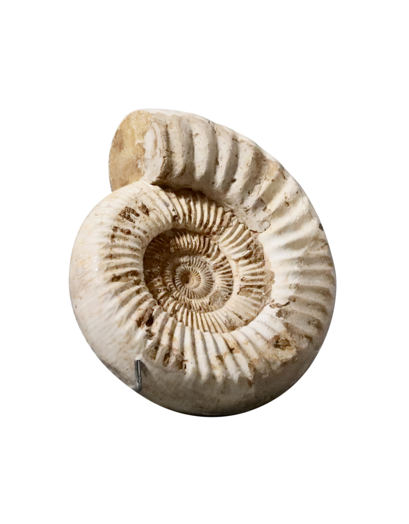 Original Ammonite Fossil