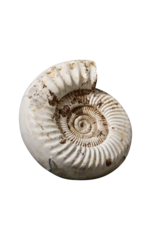 Maison Leon Van den Bogaert Originales Ammonitenfossil