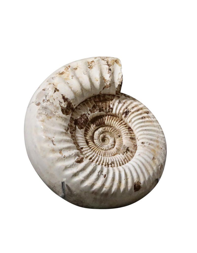 Fossile D’ammonite Beige Monochrome