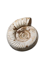 Fossile D’ammonite Beige Monochrome