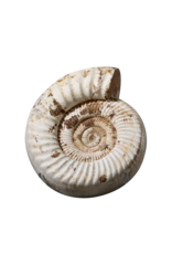 Original Ammonit Fossil