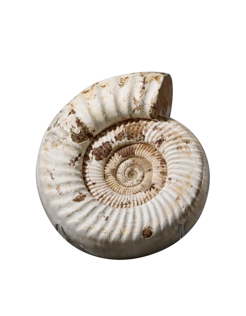 Maison Leon Van den Bogaert Originales Ammonitenfossil