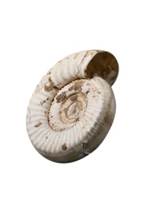 Fossile D’ammonite Beige Monochrome