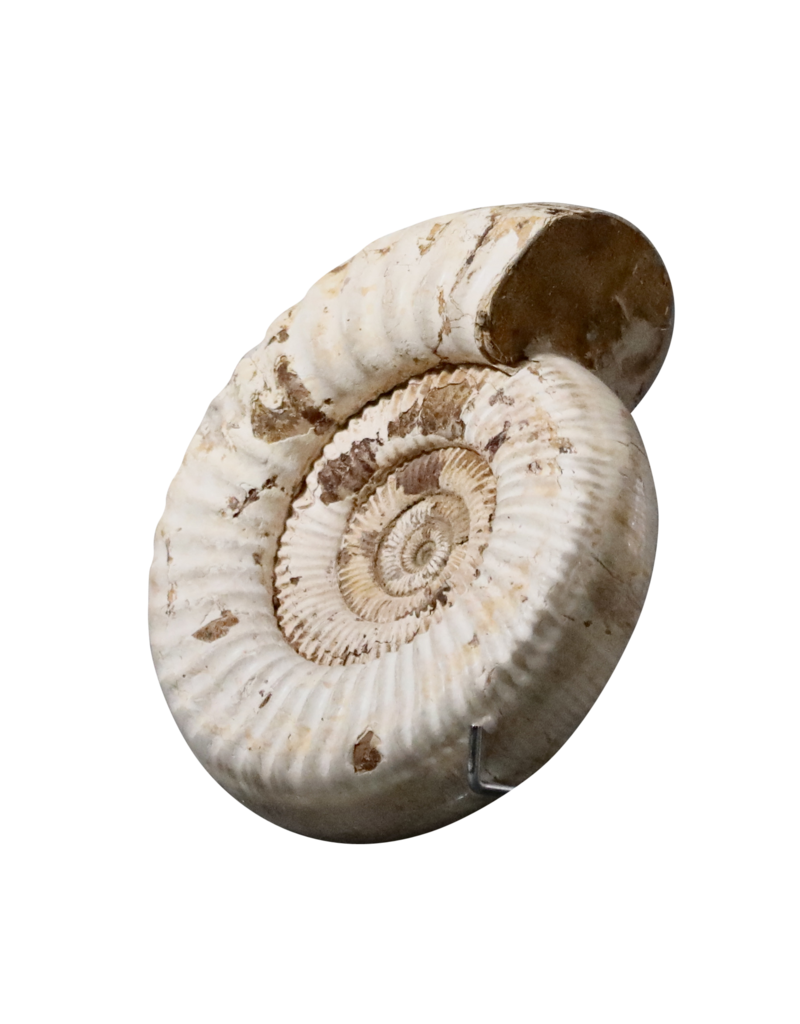 Fossile D’ammonite Beige Monochrome