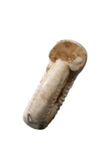 Maison Leon Van den Bogaert Originales Ammonitenfossil