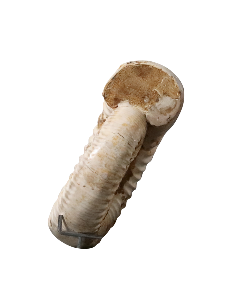 Fossile D’ammonite Beige Monochrome