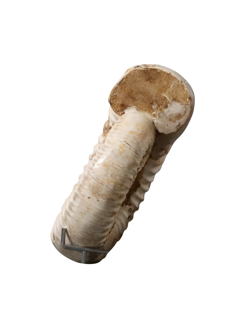Maison Leon Van den Bogaert Originales Ammonitenfossil