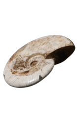 Original Fossil Shell