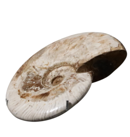 Maison Leon Van den Bogaert Coquille Fossile De Couleur Sable