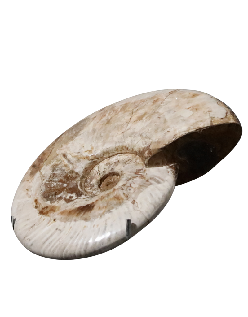 Maison Leon Van den Bogaert Original fossile Muschel