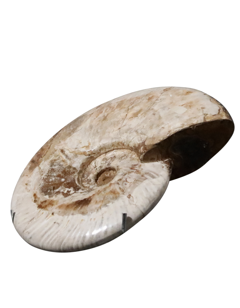 Original Fossil Shell