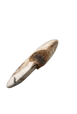 Original fossile Muschel