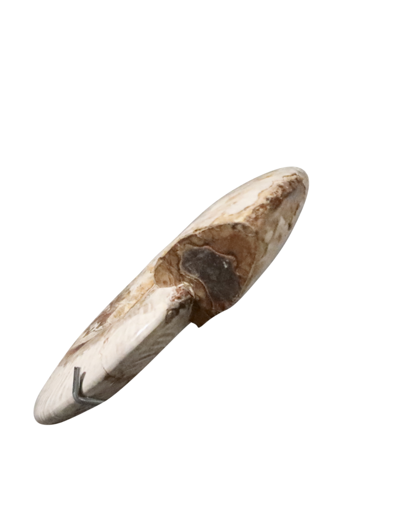 Maison Leon Van den Bogaert Original Fossil Shell