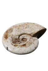 Coquille Fossile De Couleur Sable