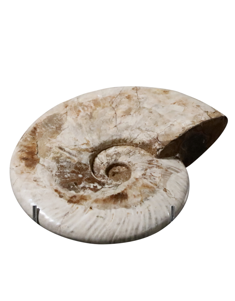 Original Fossil Shell