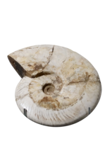 Maison Leon Van den Bogaert Coquille Fossile De Couleur Sable