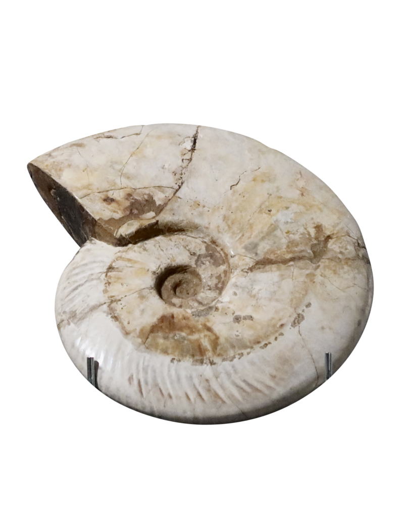 Original Fossil Shell