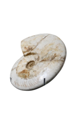 Original Fossil Shell
