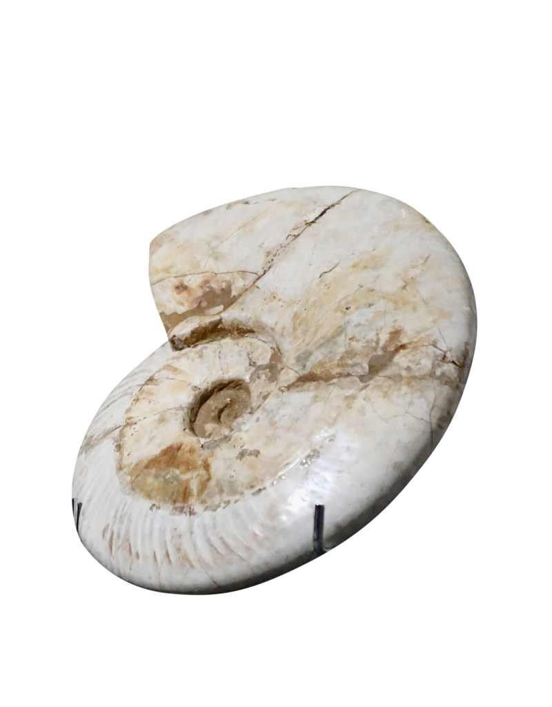 Original Fossil Shell