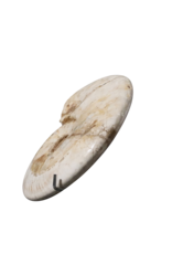 Maison Leon Van den Bogaert Original Fossil Shell