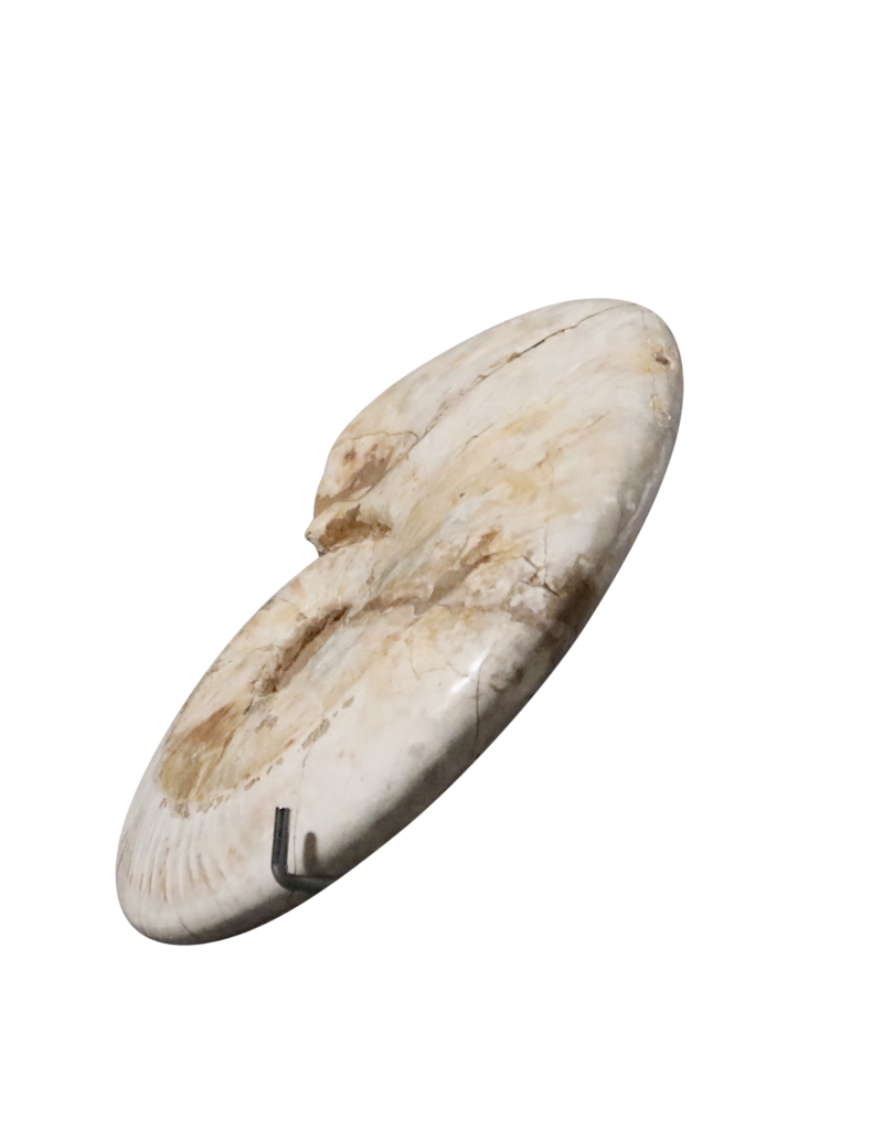 Original Fossil Shell