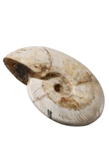 Original Fossil Shell