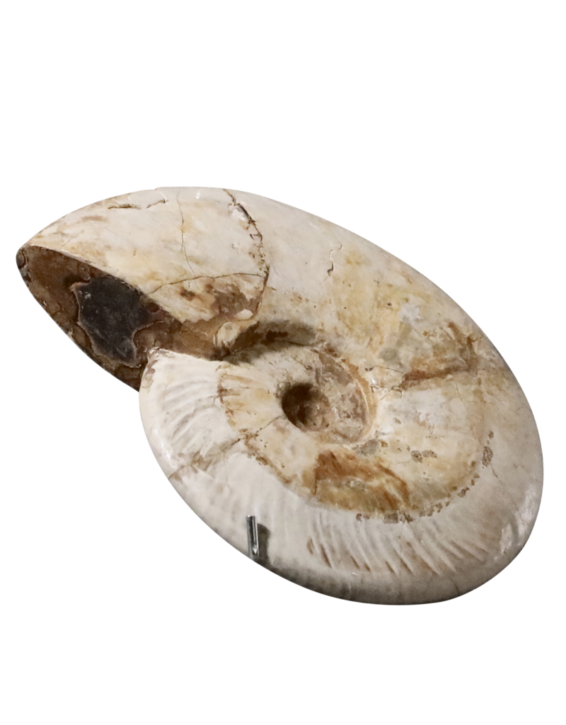 Original Fossil Shell