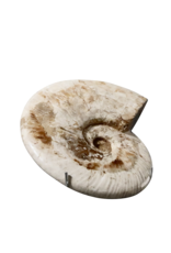 Coquille Fossile De Couleur Sable