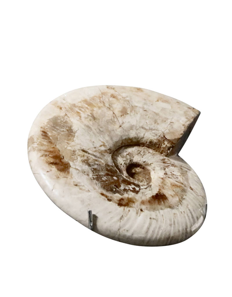 Maison Leon Van den Bogaert Coquille Fossile De Couleur Sable