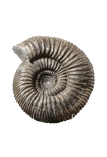 Maison Leon Van den Bogaert Großes Ammonitenfossil