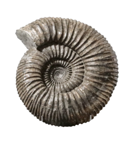Ammonite Importante Originale